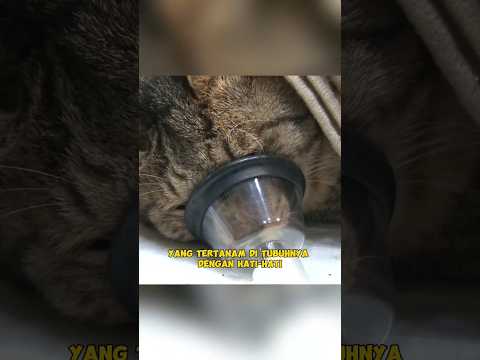 Kucing malang yang tertancap anak panah di tubuhnya | Part 3