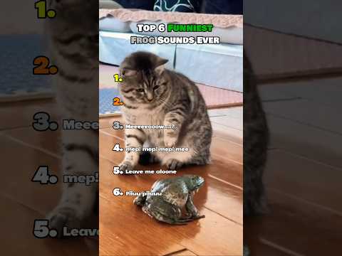 Top 6 Funniest Frog Sounds Ever
