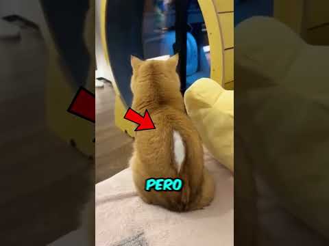 Este gato fue confundido con un peluche por esta razón 🙀✨