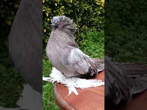 Doneya ka sabse heve kabutar shorts video #pigeon #kabutar #pigon #shootlove