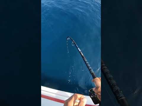 اصطدت وحش بالجمبرى الحى😱🦐 #all_day_fishing #shorts