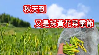 採黃花菜去❗你看過紅豆生南國中的紅豆嗎？都是中藥材撿知了皮一斤300元