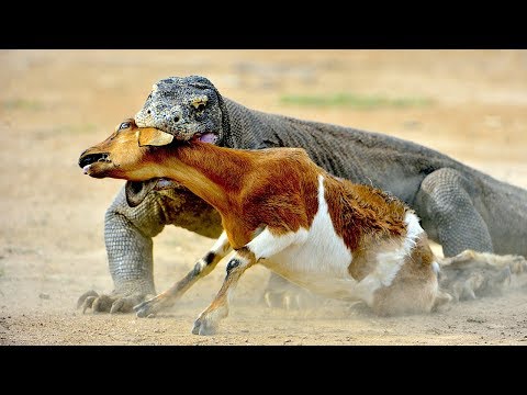 When Komodo Dragons Attack