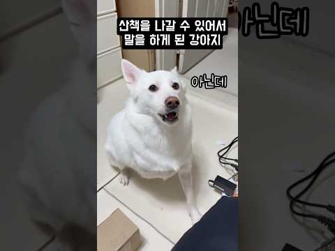 산책을 나갈 수 있어서 말을 하게 된 강아지 #shorts