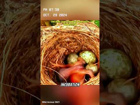 the bird that grows up through #shorts #animals