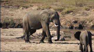 Elephant Slogging Throught The Sand