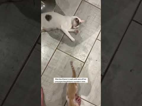 mom hack throwback! #shorts #funnypets #cats