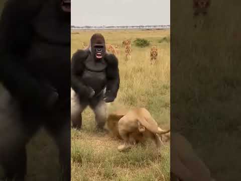 Silverback PUNCHES Lion - Pride Watches π±π₯ #viral #shorts