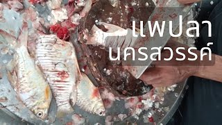 🐟 ปลาแม่น้ำเจ้าพระยา สดใหม่ทุกวัน จับเองจากนครสวรรค์