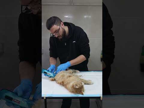 سقوط قطه في مياه الصرف الصحي 🥶