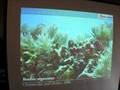 Marine Life Classification and Characteristics