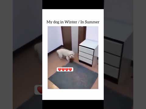 Dog Lovers Dogs in summer winter🤣🤣🤣❤️❤️❤️ Dog Lovers viralreelschallenge reelschallenge loya