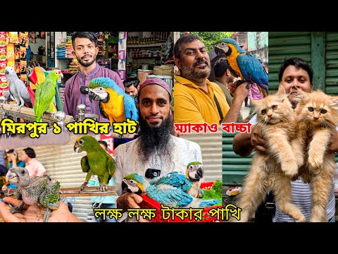ম্যাকাও পাখির বাচ্চা দাম_মিরপুর ১ পাখির হাট_Macaw,Amazon,Grey,Persian cat_biraler dam_Mirpur 1 Haat