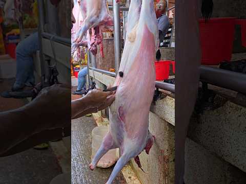 Excellent deshi goat pakostoli remove |