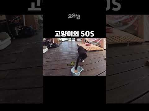 고양이의 SOS