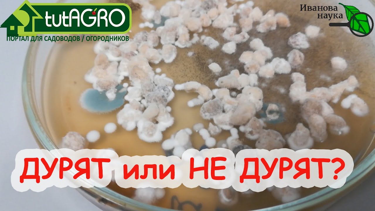 Дурят или не дурят? Что вижу, то и пою! Проверяем силу препаратов для растений. Боверия в фокусе.