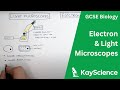 Comparing Electron and Light Microscopes