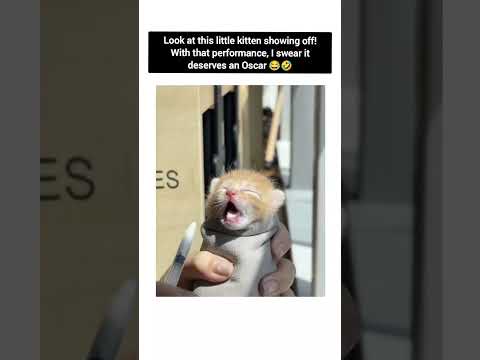 😂 Hollywood, meet your next star! 🌟❤️