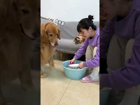 Duoduo, you throw my bowl, I throw your bowl to level it up. The cute pet has become a sperm. I