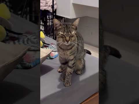 Meu gato macho tá GRÁVIDO #gatos #viral #gatofofo #gato