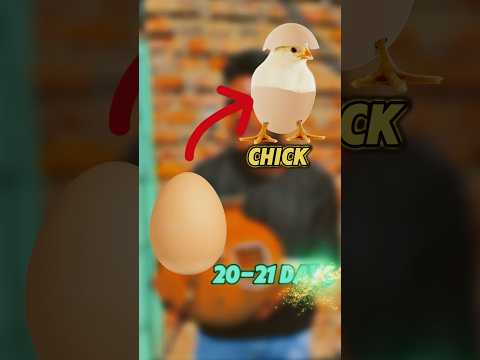 Egg to Chick #experiment #chicks #shotrs