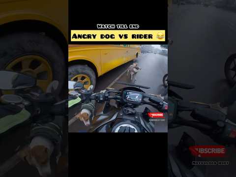 Dog vs loud Kawasaki z900 😂🤣 #shortsfeed #viralshort #shorts #trending #z900 #zx10r #kawasaki