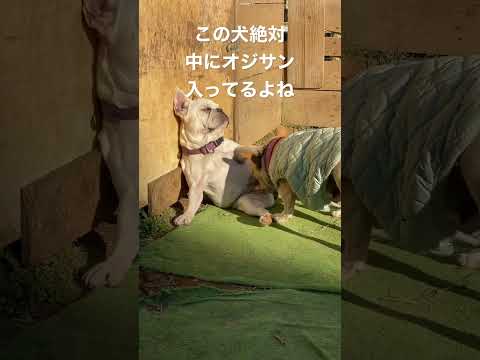 中に絶対オジサン入ってる犬#フレンチブルドッグ #フレブル #子犬