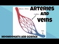 Understanding Arteries and Veins
