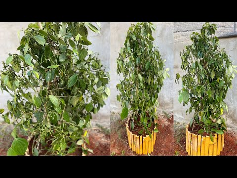 Growing pepper from cuttings for beginners