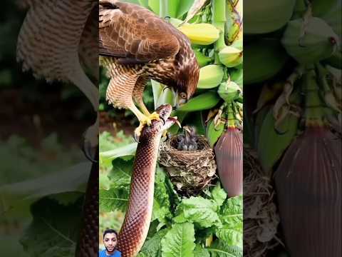 استمتاع الصقر باخلع اخراص الثعبان مفاجأة غير معتادة #shorts