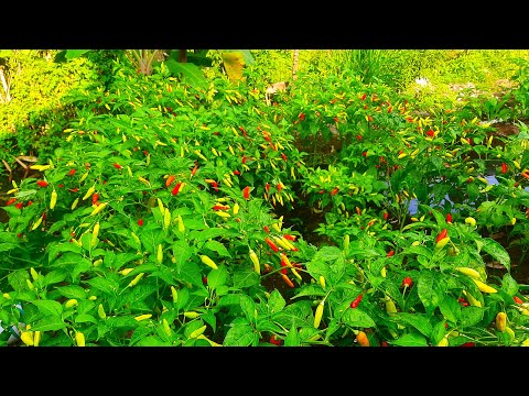 Merapikan Kebun Organik