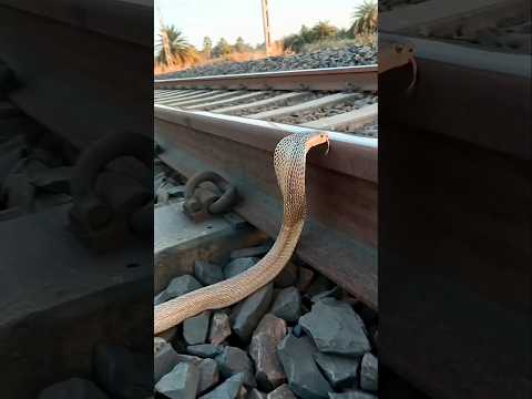 Why Do Snakes Love Train Tracks? 🐍🔥