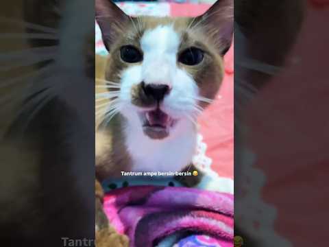 JANGAN MACEM MACEM SAMA KUCING TANTRUM