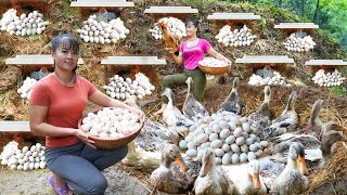TIMELAPSE --180 Day Raise Ducks, Chicken & Harvest Ducks Eggs, Chicken Eggs