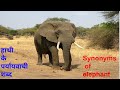 Understanding Elephants in English and Hindi