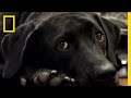 Understanding the Impact of Service Dogs on Veterans