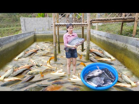 Nhất Harvesting Many Fish In The Pond To Sell At The Market - Planting Purple Sugarcane Garden