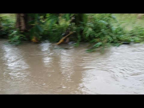 Live😭Banjir sawah terendam air di salaman magelang