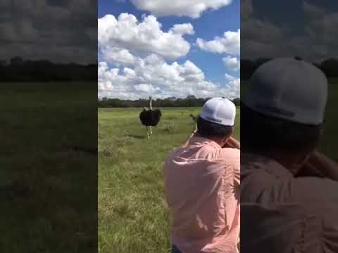 Chicken for Dinner #ostrichhunting #ostrich #headshot #headshotsdotcom #jagd #jakt #chickenrecipe