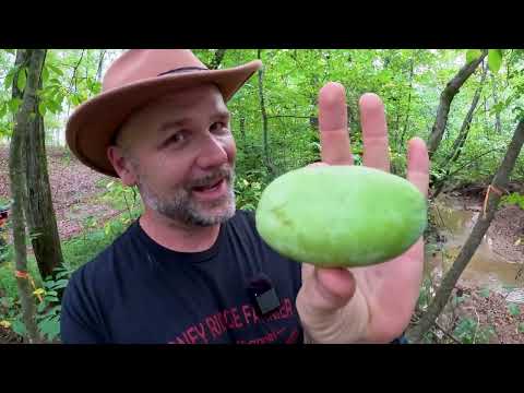 You’ve probably never heard of this!Native American Superfood 👍