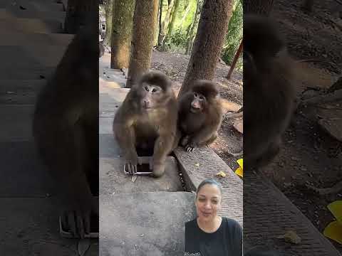 #funny #monkey #zoo #cutebaby #cuteanimals #trending #shorts#viralvideo @ActressMuskanKhatra