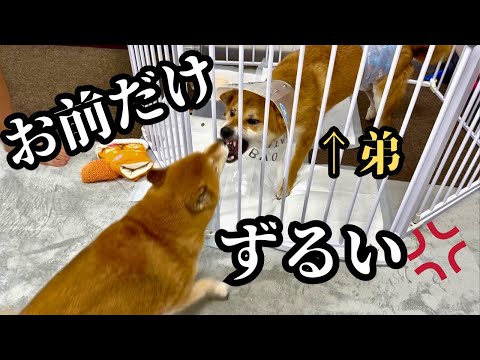 【嫉妬】手術後の弟が帰って来たら、兄がまた赤ちゃん返りしてしまいました