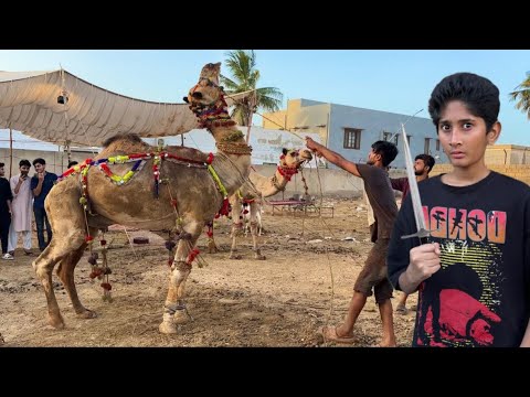 Angry Camel Qurbani Gone Wrong๐ณRassi Tor Di๐ก