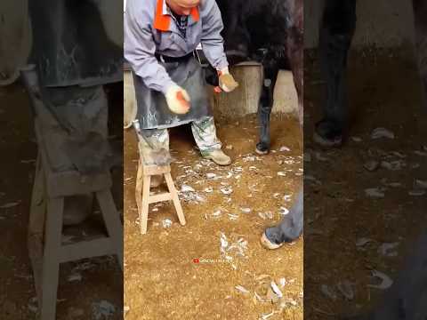 Uncle cleaned the horse's hoof 😲🐎#shorts #horse #shortsviral #shortsfeed
