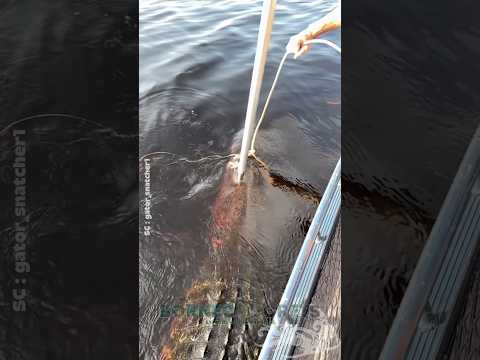 Alat Wajib Pemancing Ketika Bertemu Buaya #shorts #predator #buaya