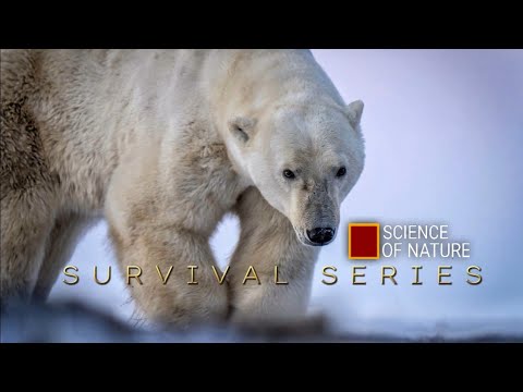 Savage Animal Fights to Survive | Survival Series Trailer