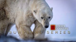 Savage Animal Fights to Survive | Survival Series Trailer