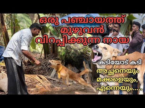 നാട്ടുകാരുടെ പേടി സ്വപ്നം.. ഞാൻ തോൽവി സമ്മതിച്ചു..Dog challenge..