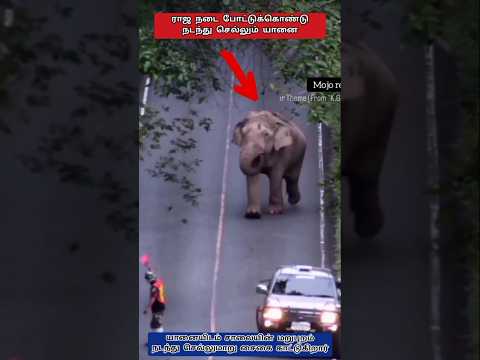 நீங்களும் பத்திரமா போங்க BOSS..!❤️ #shorts #elephant #animals