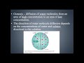 Exploring Diffusion and Osmosis Concepts